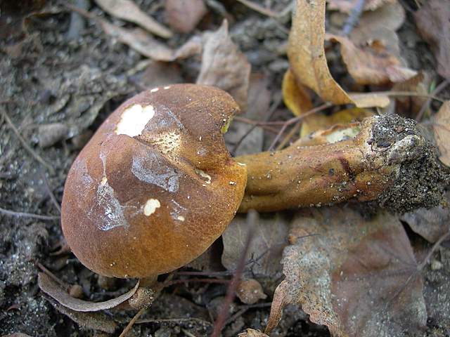 Funghi degli areali esposti